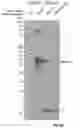Fig. 23 - Reagents and methods for the expression of an active NifB protein and uses thereof