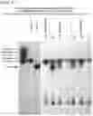 Fig. 22 - BIOSYNTHESIS OF HUMAN MILK OLIGOSACCHARIDES IN ENGINEERED BACTERIA