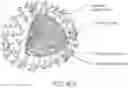 Fig. 49 - Methods for rapid antimicrobial susceptibility testing