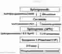 Fig. 02 - Amyotrophic lateral sclerosis diagnostic composition using acid sphingomyelinase, and method for detecting diagnostic markers