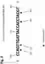 Fig. 04 - Method for capturing long polynucleotides for sequencing specific gnomic regions