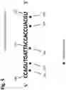 Fig. 06 - Method for capturing long polynucleotides for sequencing specific gnomic regions