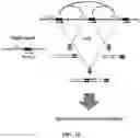 Fig. 10 - Methods and compositions for enrichment of amplification products