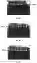 Fig. 04 - METHODS FOR PCR AND HLA TYPING USING UNPURIFIED SAMPLES