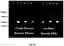 Fig. 08 - METHODS FOR PCR AND HLA TYPING USING UNPURIFIED SAMPLES