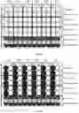 Fig. 06 - EPIGENETIC MARKERS OF PLURIPOTENCY