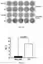 Fig. 06 - METHODS OF DIAGNOSING AND TREATING ALZHEIMER'S DISEASE