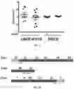 Fig. 09 - METHODS OF DIAGNOSING AND TREATING ALZHEIMER'S DISEASE