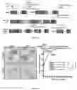 Fig. 35 - METHODS OF DIAGNOSING AND TREATING ALZHEIMER'S DISEASE