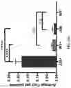 Fig. 46 - METHODS OF DIAGNOSING AND TREATING ALZHEIMER'S DISEASE