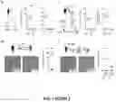Fig. 03 - PROGNOSIS AND TREATMENT OF RELAPSING LEUKEMIA
