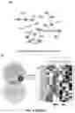 Fig. 12 - PROGNOSIS AND TREATMENT OF RELAPSING LEUKEMIA