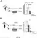 Fig. 16 - PROGNOSIS AND TREATMENT OF RELAPSING LEUKEMIA