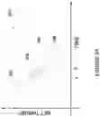 Fig. 05 - DETECTION OF UNCOMMANDED AND UNCONTROLLABLE HIGH THRUST EVENTS