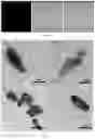 Fig. 06 - Core-shell type nanosilica fluorescent probe and synthesis method and use thereof