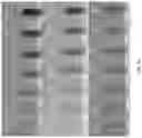 Fig. 07 - METHOD AND DEVICES FOR THE SPECTROPHOTOMETRIC DETERMINATION OF RESIDUAL PHASE TRANSFER CATALYST IN A PET RADIOPHARMACEUTICAL DOSE