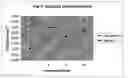 Fig. 04 - Ready to use porcine vaccine
