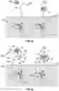 Fig. 03 - Proteomic assay using quantum sensors