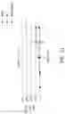 Fig. 12 - Antibodies binding to TLR2/TLR4-interacting immunologically active polypeptide