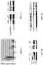 Fig. 02 - Saposin-A derived peptides and uses thereof