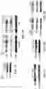 Fig. 09 - Saposin-A derived peptides and uses thereof