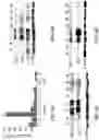 Fig. 10 - Saposin-A derived peptides and uses thereof