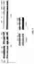 Fig. 15 - Saposin-A derived peptides and uses thereof