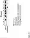 Fig. 18 - Saposin-A derived peptides and uses thereof