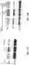 Fig. 21 - Saposin-A derived peptides and uses thereof