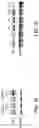 Fig. 23 - Saposin-A derived peptides and uses thereof