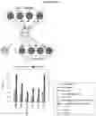 Fig. 23 - T CELL BALANCE GENE EXPRESSION, COMPOSITIONS OF MATTERS AND METHODS OF USE THEREOF