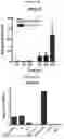 Fig. 45 - T CELL BALANCE GENE EXPRESSION, COMPOSITIONS OF MATTERS AND METHODS OF USE THEREOF