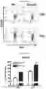 Fig. 53 - T CELL BALANCE GENE EXPRESSION, COMPOSITIONS OF MATTERS AND METHODS OF USE THEREOF