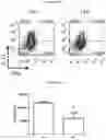 Fig. 58 - T CELL BALANCE GENE EXPRESSION, COMPOSITIONS OF MATTERS AND METHODS OF USE THEREOF