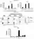 Fig. 66 - T CELL BALANCE GENE EXPRESSION, COMPOSITIONS OF MATTERS AND METHODS OF USE THEREOF