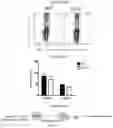 Fig. 68 - T CELL BALANCE GENE EXPRESSION, COMPOSITIONS OF MATTERS AND METHODS OF USE THEREOF