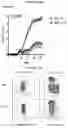 Fig. 71 - T CELL BALANCE GENE EXPRESSION, COMPOSITIONS OF MATTERS AND METHODS OF USE THEREOF