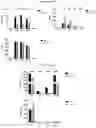 Fig. 76 - T CELL BALANCE GENE EXPRESSION, COMPOSITIONS OF MATTERS AND METHODS OF USE THEREOF