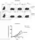 Fig. 78 - T CELL BALANCE GENE EXPRESSION, COMPOSITIONS OF MATTERS AND METHODS OF USE THEREOF