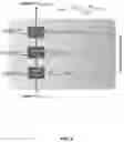 Fig. 04 - Method of extracting features from a fingerprint represented by an input image