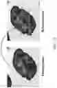 Fig. 10 - Vehicular vision system with determination of a bicycle approaching from rearward of the vehicle