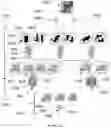Fig. 21 - ORGANIC LEARNING