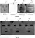 Fig. 10 - Techniques for capturing dynamic appearance of skin