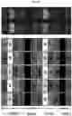 Fig. 15 - Display panel for displaying high-luminance and high-color saturation image, and image display apparatus including the same
