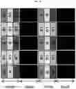 Fig. 16 - Display panel for displaying high-luminance and high-color saturation image, and image display apparatus including the same