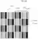 Fig. 20 - Display panel for displaying high-luminance and high-color saturation image, and image display apparatus including the same