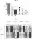 Fig. 27 - Display panel for displaying high-luminance and high-color saturation image, and image display apparatus including the same