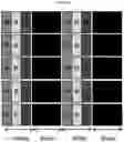 Fig. 31 - Display panel for displaying high-luminance and high-color saturation image, and image display apparatus including the same