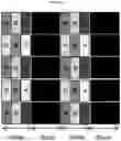 Fig. 33 - Display panel for displaying high-luminance and high-color saturation image, and image display apparatus including the same