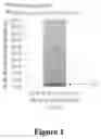 Fig. 02 - Tumor antigenicity processing and presentation